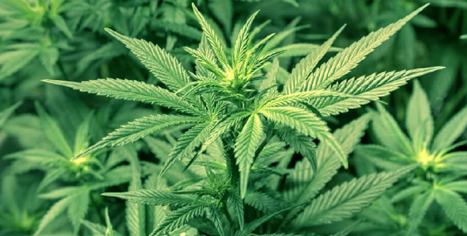 Al Margen - Enero 2017