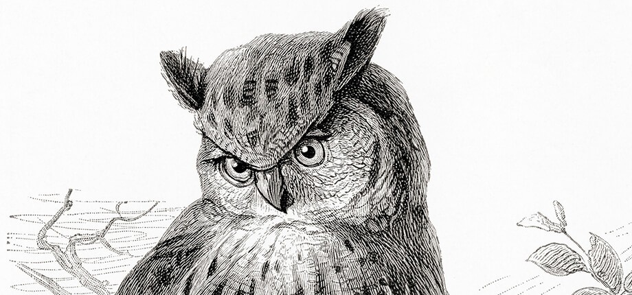 &iquest;B&uacute;ho o lechuza?