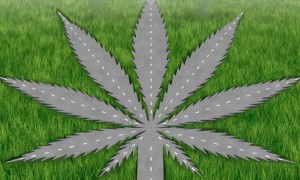 Marihuana, el otro muro*